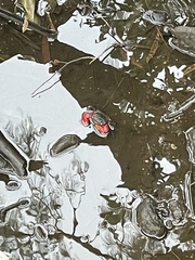 Neosarmatium fourmanoiri