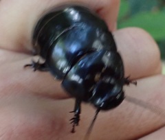 Panesthiinae