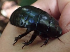 Panesthiinae