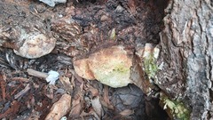 Rigidoporus ulmarius