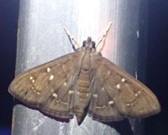 Prorodes mimica