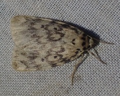 Hectobrocha subnigra