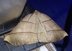 Systatica xanthastis