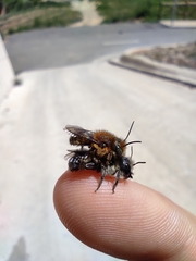 Osmia latreillei