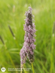 Alopecurus myosuroides