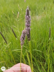 Alopecurus myosuroides