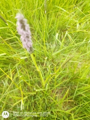 Alopecurus myosuroides