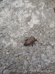 Capnodis