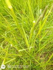 Alopecurus myosuroides