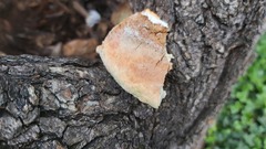 Rigidoporus ulmarius