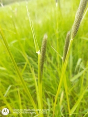 Alopecurus myosuroides