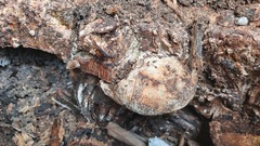 Rigidoporus ulmarius