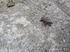 Capnodis