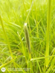 Alopecurus myosuroides