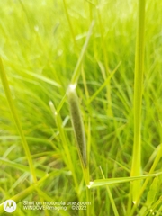 Alopecurus myosuroides