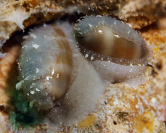 Lyncina