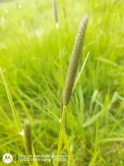 Alopecurus myosuroides