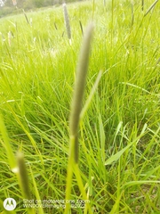 Alopecurus myosuroides