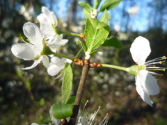 Prunus spinosa dasyphylla