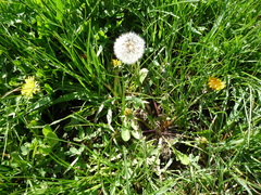 Taraxacum mucronatum