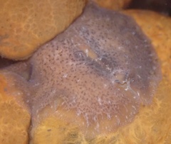 Pseudoceros canadensis