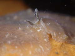 Pseudoceros canadensis