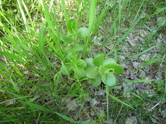 Hylotelephium maximum maximum