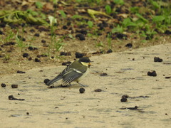Parus minor