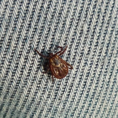 Dermacentor marginatus