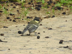 Parus minor