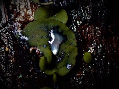 Chlorencoelia versiformis