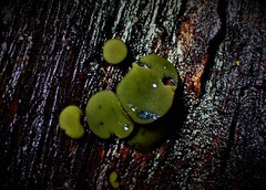 Chlorencoelia versiformis