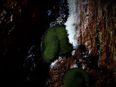 Chlorencoelia versiformis