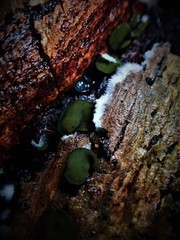 Chlorencoelia versiformis