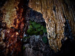 Chlorencoelia versiformis