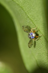 Ceratitis capitata