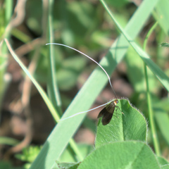 Nemophora albiantennella