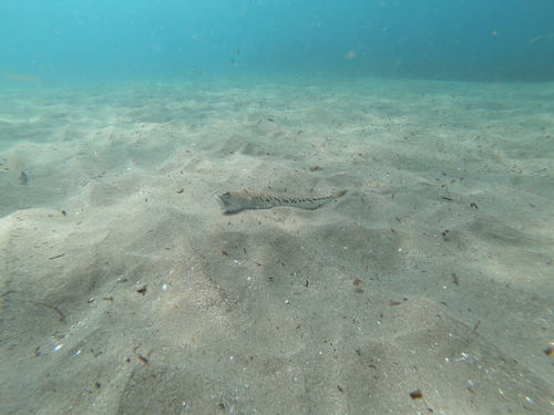 Pauk bijelac (Trachinus draco)