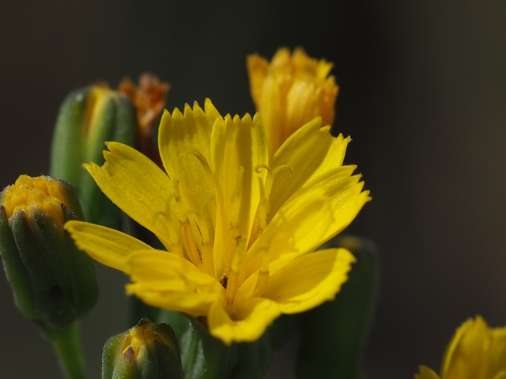 Crepidiastrum lanceolatum