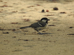 Parus minor