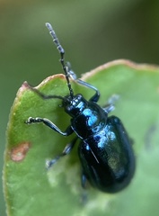 Alticina