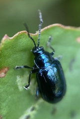 Alticina