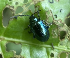 Alticina