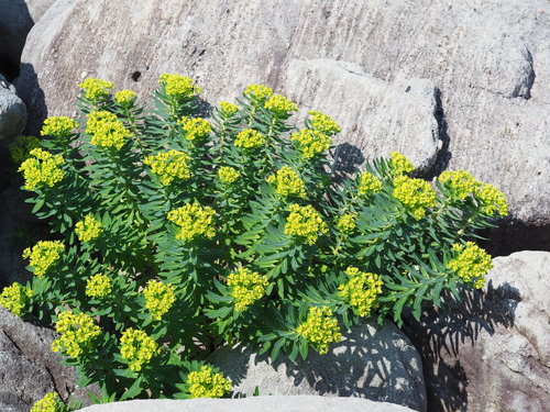 Image of Euphorbia jolkinii by no rights reserved