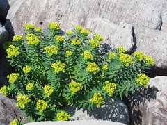 Euphorbia jolkinii