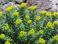 Euphorbia jolkinii