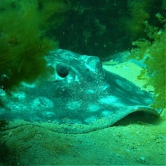 Urolophus circularis