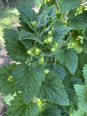 Scrophularia vernalis