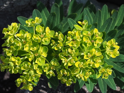 Image of Euphorbia jolkinii by no rights reserved