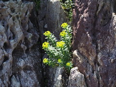 Euphorbia jolkinii